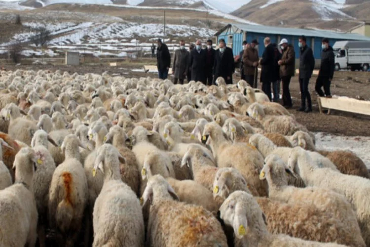 Bayburt'ta 4 çiftçiye 400 koyun verildi