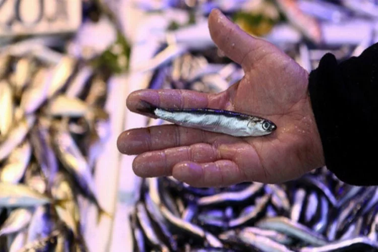 Karadeniz'de hamsi avının durdurulması balığın fiyatını artırdı
