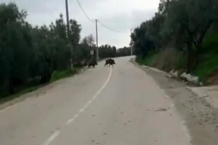 Bursa'da yolda aniden karşılarına domuz sürüsü çıktı