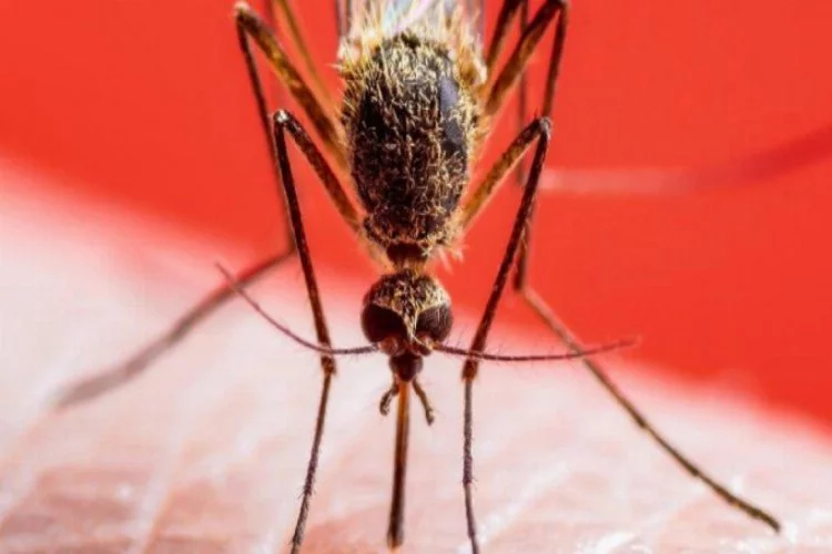 Sivrisinek popülasyonu etkilendi, Ocak'ta bile görülüyor