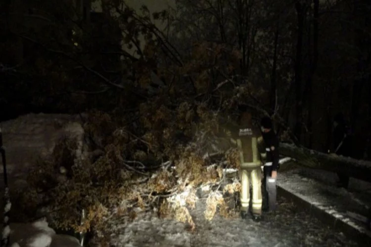 Bursa'da kar kütlesine dayanamayan ağaç devrildi!