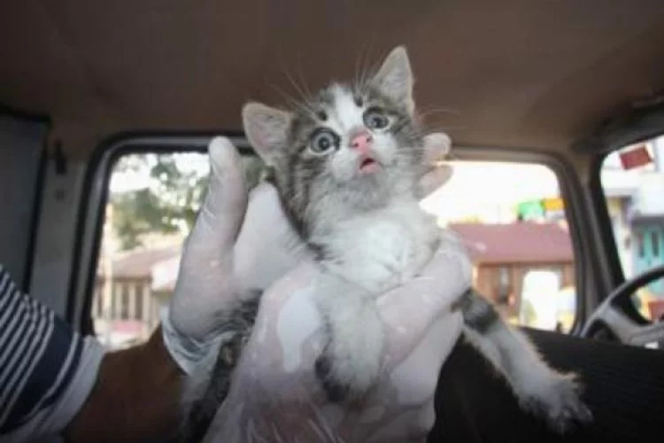 Bursa'da savcılık izniyle kedi kurtarma operasyonu