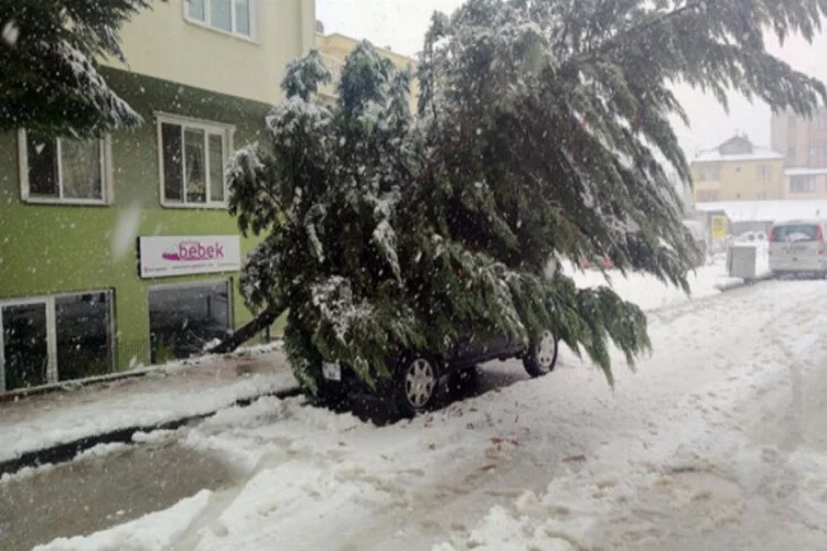 Kar yağışına dayanamayan ağaç cipin üzerine devrildi