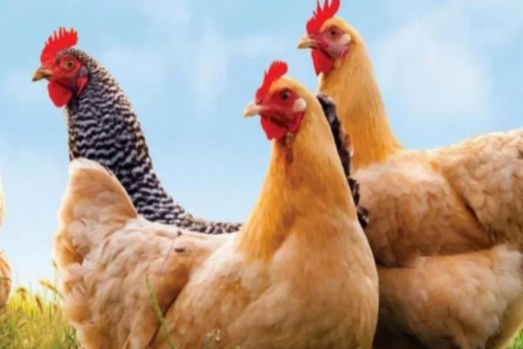 Kuş gribi salgını büyüyor... 6 milyona yakın tavuk itlaf edildi!