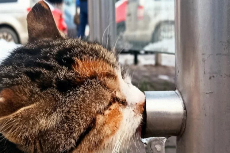 Bursa'da susuz kalan kedinin buzu yalaması objektiflere yansıdı
