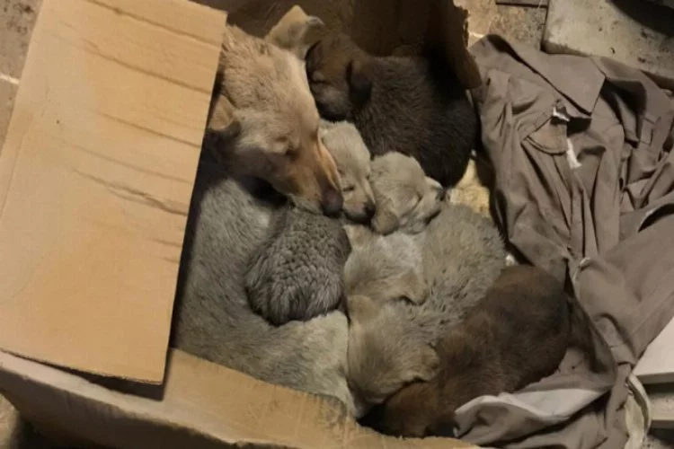 Bursa'da sokak köpeği ile 6 yavrusunu donmaktan kurtardı