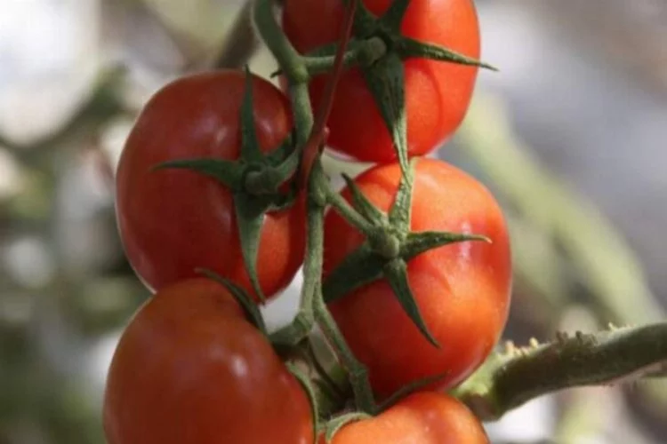 Rusya'dan 'domates' kotası hamlesi