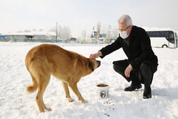 Bursa'da soğuk havalarda sokak hayvanlarına Nilüfer Belediyesi sahip çıkıyor