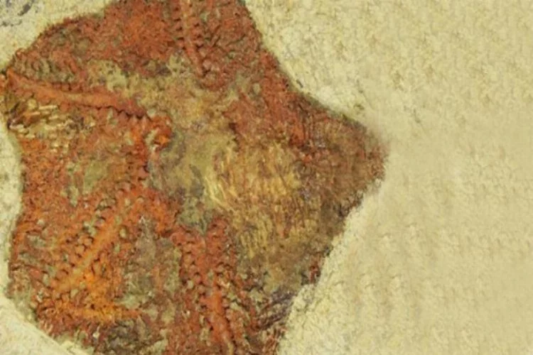 480 milyon yıllık denizyıldızı fosili keşfedildi
