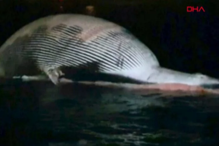 İtalya'da 70 tonluk balina kıyıya vurdu