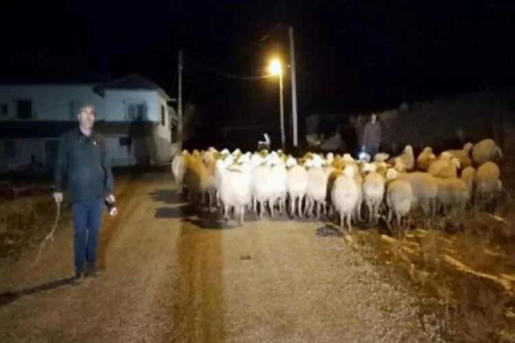 Çobanın dağda kaybettiği koyunları jandarma buldu