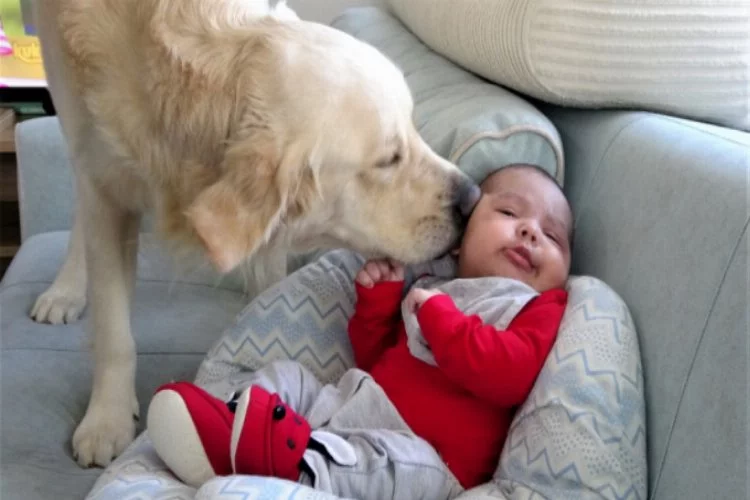 Bursa'da köpek yeni doğan bebeği kimseyle paylaşmıyor