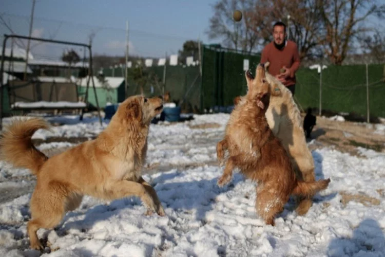 Bursa'da sokağa atılan 500 köpeğe bakıyor, ücretsiz olarak sahiplendiriyor