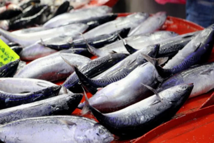 Muğla'dan 78 ülkeye balık ihraç edildi
