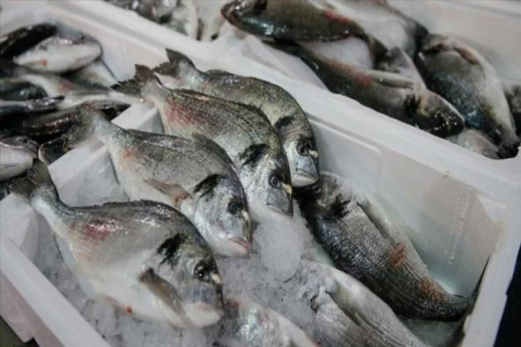 78 ülkeye balık ihraç edildi
