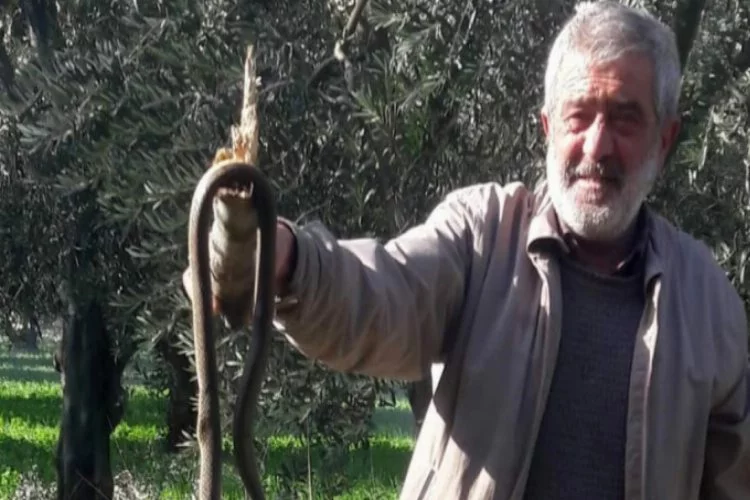 Bursa'da kış ayında ortaya çıkan yılan korkuttu!