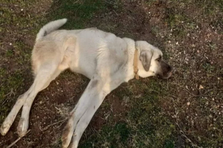 Bursa'da otomobilin çarparak kaçtığı yaralı köpek jandarma tarafından kurtarıldı