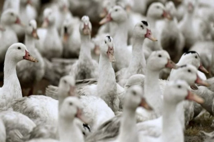 Fransa'da 2 milyon ördek kuş gribi nedeniyle itlaf edildi