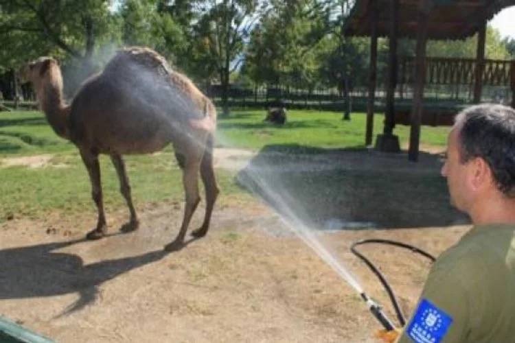 Bursa'da sıcaktan bunalan hayvanlar böyle serinliyor