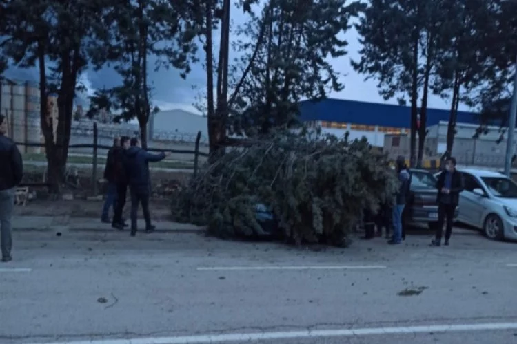 Bursa'da otomobilin üzerine ağaç devrildi