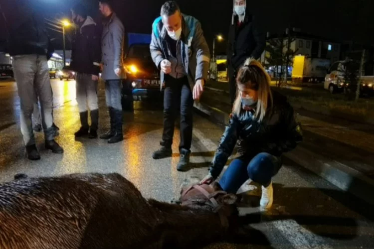 Bursa'da kamyonet aniden yola çıkan ata çarptı