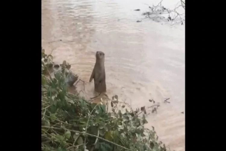 Bartın Irmağı'nda su samuru görüldü