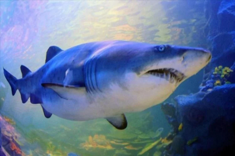 Okyanuslardaki köpek balığı ve vatoz popülasyonu yok olabilir