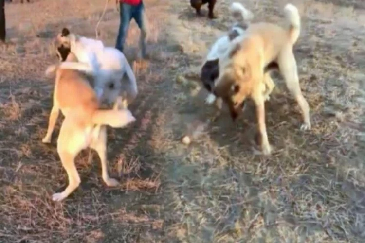 Caniler "Dövüş" adı altında köpekleri birbirine parçalattı!