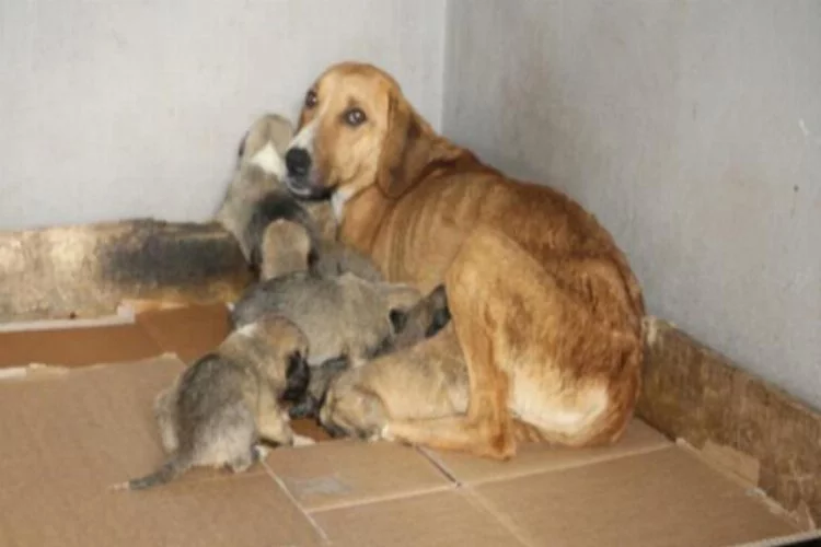 Donmak üzereyken bulunan köpek ve 8 yavrusuna belediye sahip çıktı