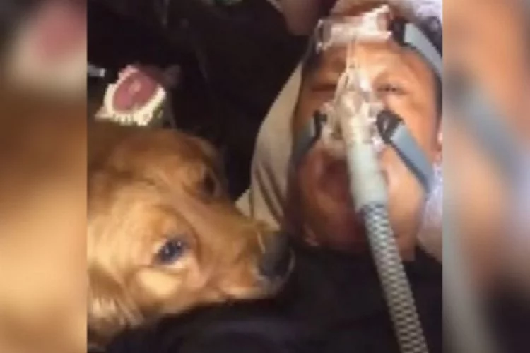 Çin'de köpeğin hasta sahibine olan vefası duygulandırdı