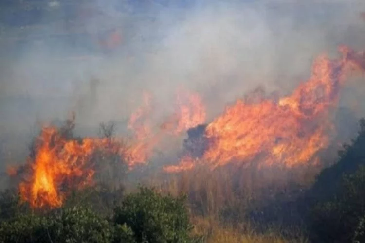 Bursa İznik Gölü'nde korkutan yangın! 60 dönüm arazi kül oldu