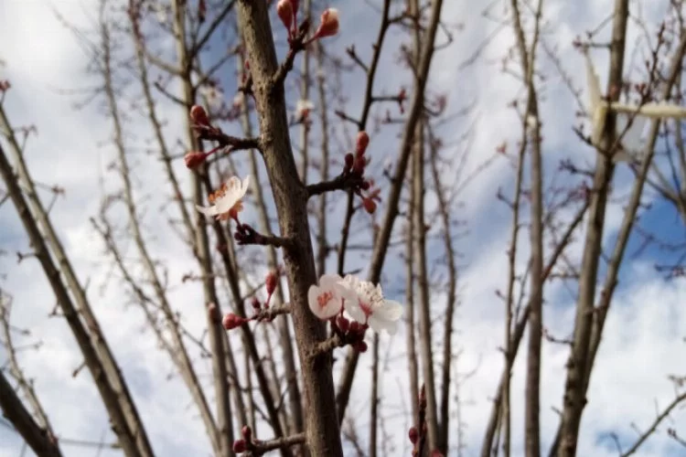 Bursa İnegöl'de ağaçlar çiçek açtı