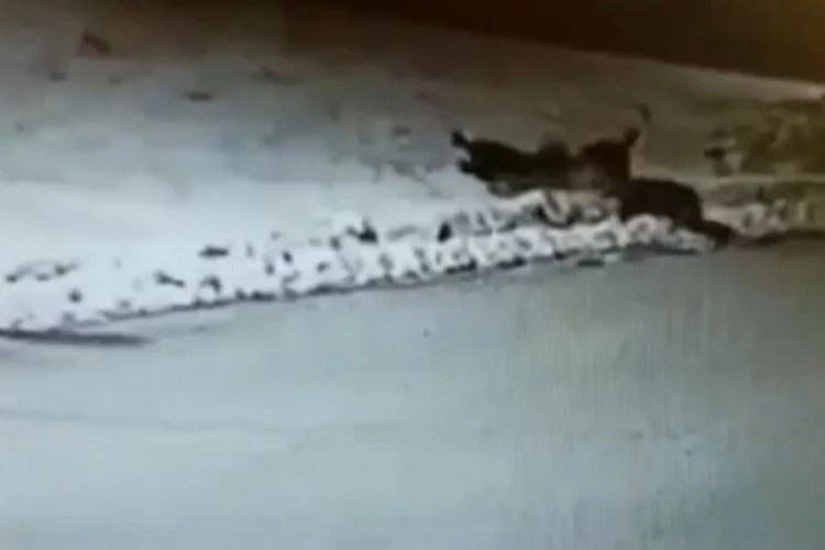 İlçe merkezine inen aç kurtlar, köpeği böyle öldürdü