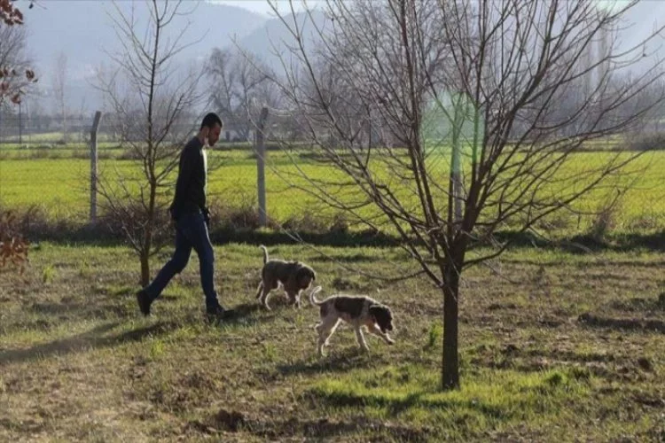 Muğla'da özel eğitimli köpekler, trüf mantarlarını buluyor