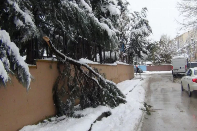 Bursa'da kar yağışına dayanamayan ağaçlar kırıldı!