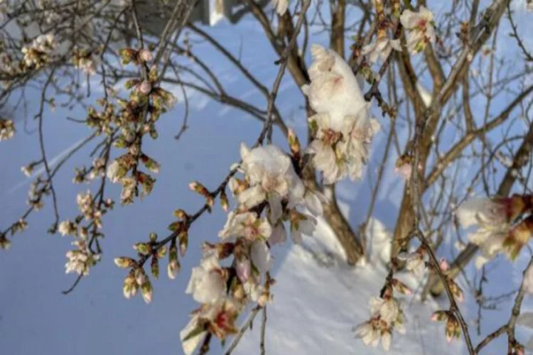 Çiçeklenen meyve ağaçları buz tuttu