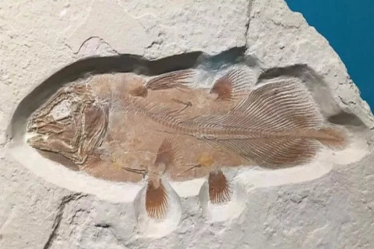 66 milyon yıllık balık fosili bulundu