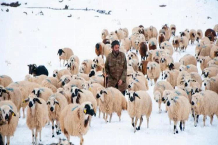 Tunceli'de, çobanların karda zorlu mesaisi