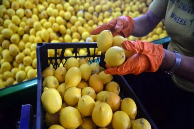 Türkiye'den 31,4 milyon dolarlık limon ihraç edildi