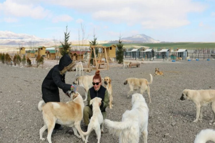 Ankaralı hayvanseverler, köpekler için dev barınak inşa etti