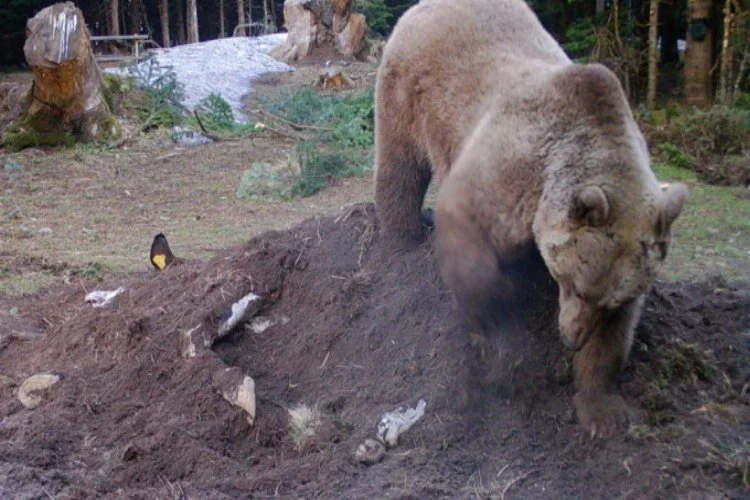 Bursa Uludağ'da çiftçinin ölen ineği ayılara yem edildi