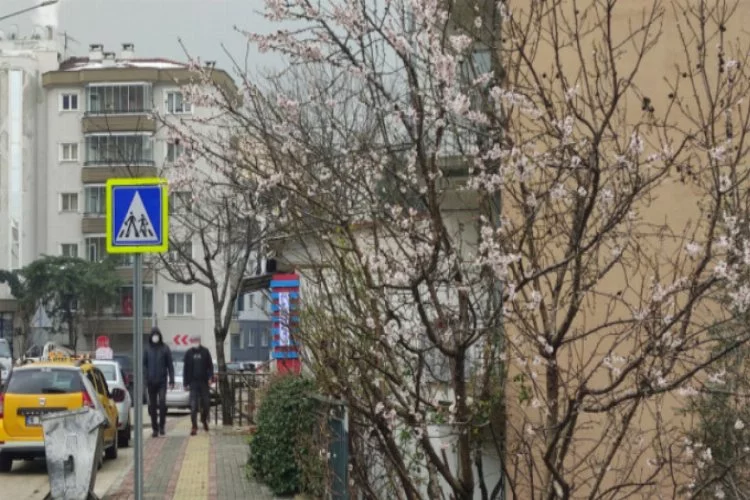 Bursa'da ağaçlar yalancı bahara aldanıp çiçek açtı