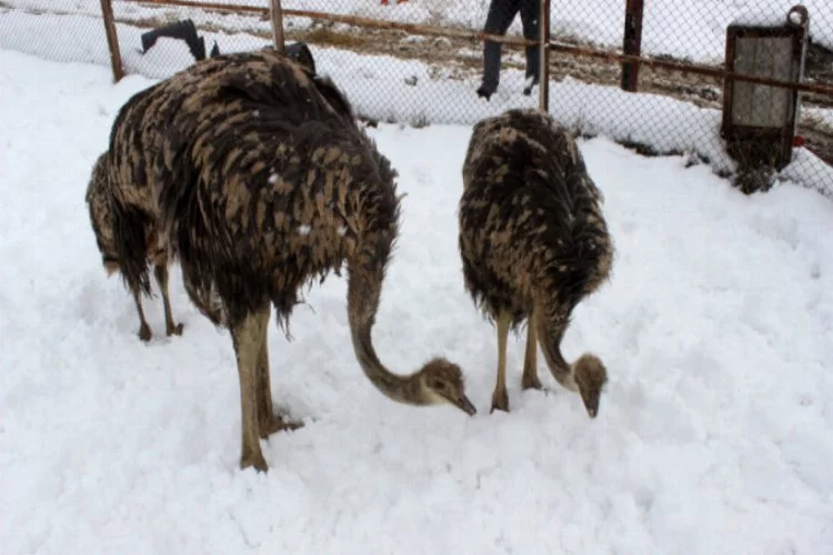 Bursa'da yavru deve kuşlarının kar yeme yarışı