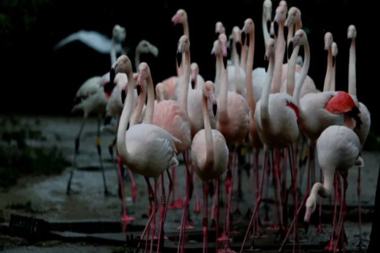 Bursa'da flamingo ailesine 12 yeni üye