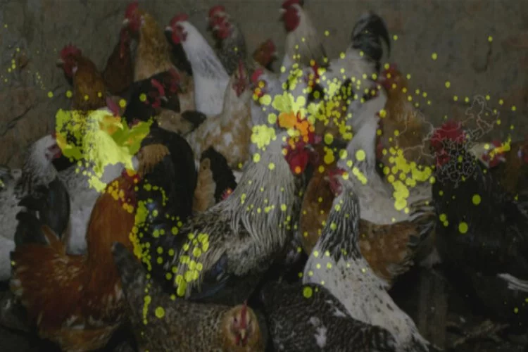 Kuş gribinin H5N8 türü ilk kez insanlara sıçradı
