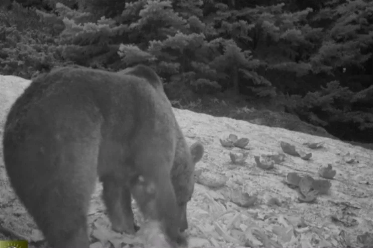 Bursa Uludağ'da kış aylarında ayıların karpuz keyfi
