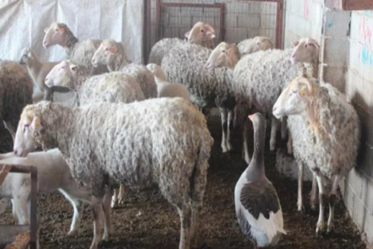 Koyun sürüsüne çobanlık yapan kaz şaşırtıyor