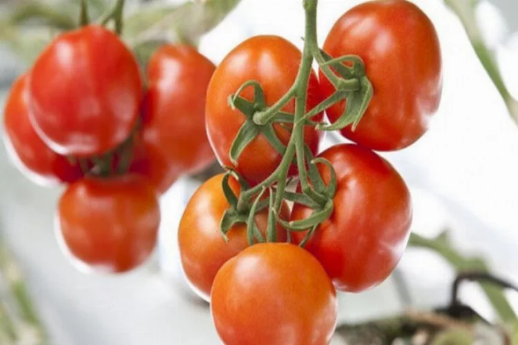 Eksi 30 derecede domates yetiştirilecek