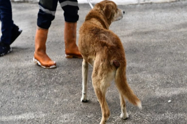 Bursa Osmangazi'de tümörlü köpek sağlığına kavuştu