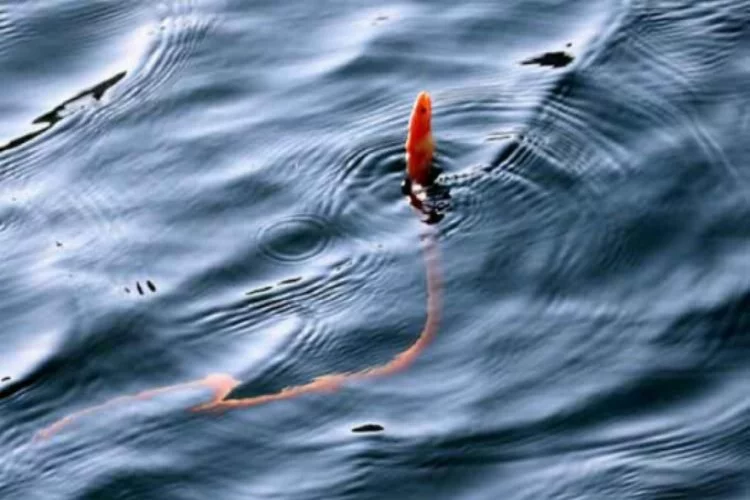 'Yılan kurdu balığı' Çanakkale Boğazı'nda görüntülendi